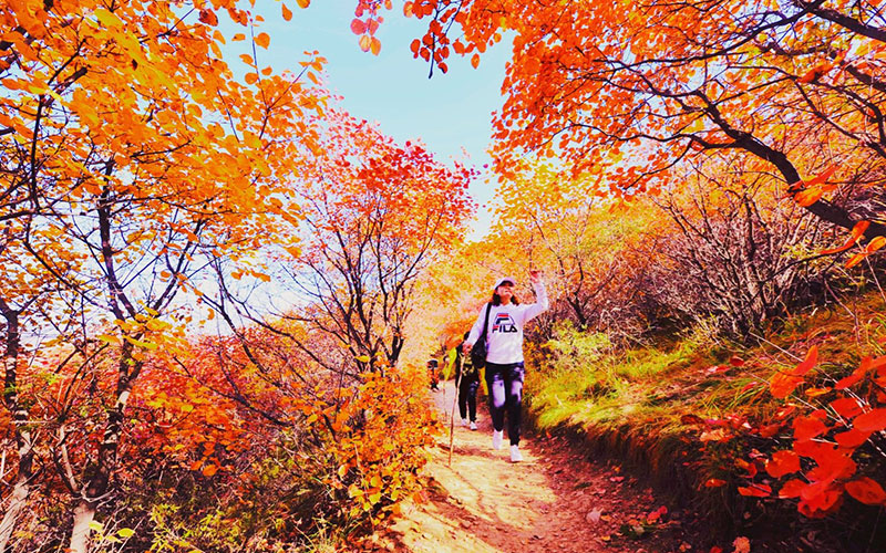 金沙河佛照山秋季漫山紅葉，供遊客免費觀賞